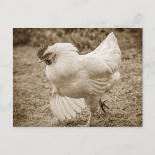 Cartão Postal Castanho Funky Hen Hy-Line Silver Brown