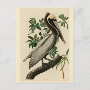 Cartão Postal Castanho Pelicano das Aves da América de Audubon