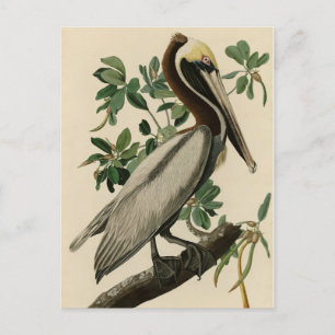 Cartão Postal Castanho Pelicano das Aves da América de Audubon