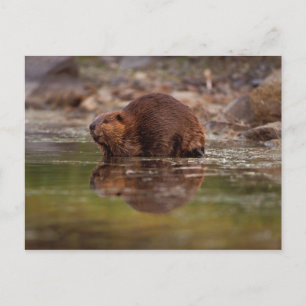 Cartão Postal castor, Castor canadensis, vai nadar
