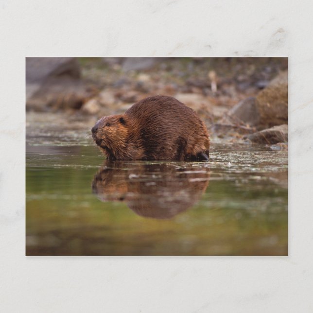 Cartão Postal castor, Castor canadensis, vai nadar (Frente)