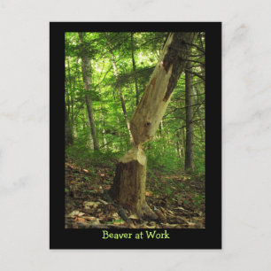 Cartão Postal castor no trabalho