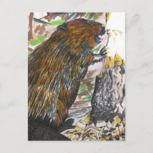 Cartão Postal Castor Ocupado