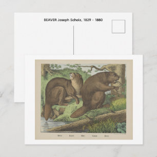 Cartão Postal CASTOR URSO Joseph Scholz, 1829 - 1880