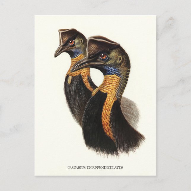 Cartão Postal Casujas de norte, aves Vintage (Frente)