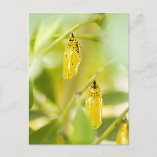 Cartão Postal Casulo da borboleta de papel do papagaio, Okinawa (Frente)