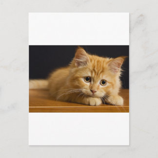 Cartão Postal cat9.jpg