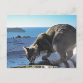 Cartão Postal Cat Abyssinian Top do Monte Paku Nova Zelândia