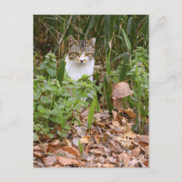 Cartão Postal Cat [Cartão postal]