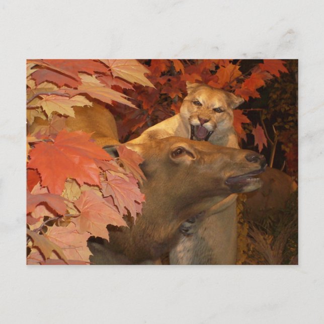 CARTÃO POSTAL CAT E CAFF1 (Frente)