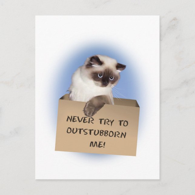 Cartão Postal Cat in Box (Frente)