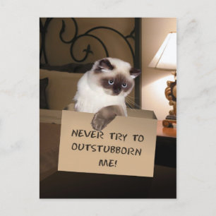 Cartão Postal Cat in Box