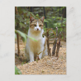 Cartão Postal Cat [Postcard]