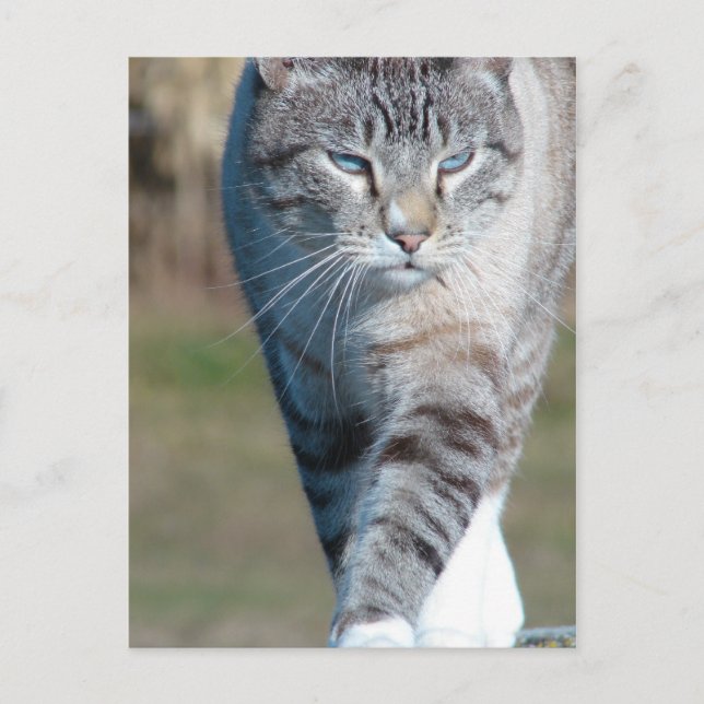 Cartão Postal Cat Walk (Frente)