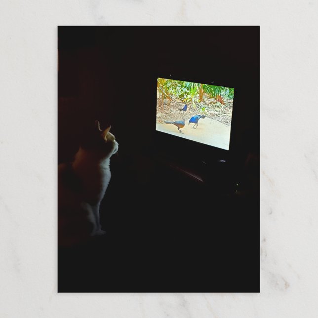 Cartão Postal Cat Who Loves His Screentime Postcard (Criador carregado)