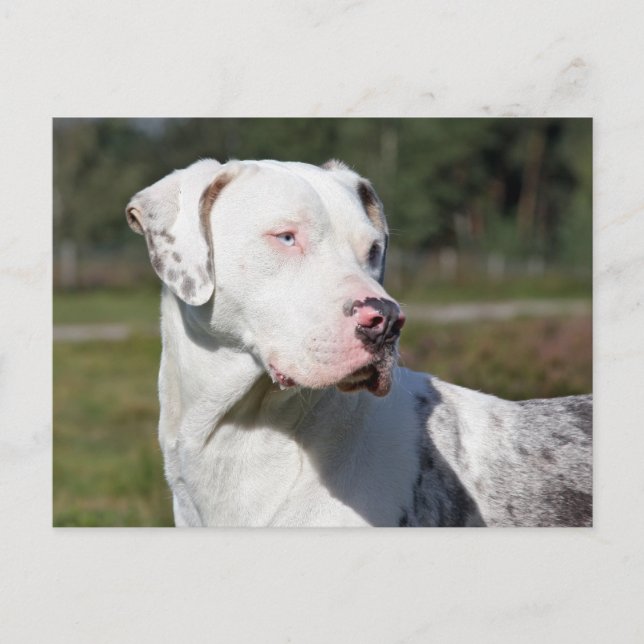 Cartão Postal catahoula (Frente)