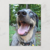 Catahoula Leopard Dog Face