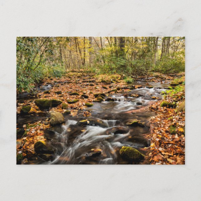 Cartão Postal Cataloochee Creek NC Grandes Montanhas Fumosas (Frente)