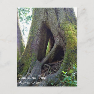 Cartão Postal Catedral Árvore, Astoria, Oregon