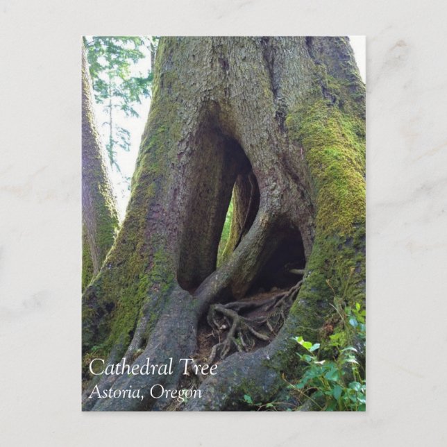 Cartão Postal Catedral Árvore, Astoria, Oregon (Frente)