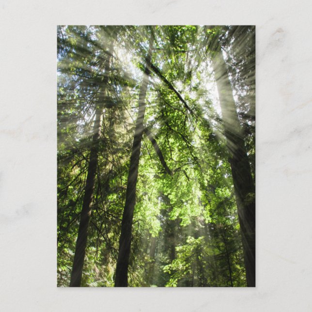 Cartão Postal Catedral - Luz solar de Grove para Posto (Frente)