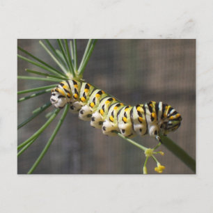 Cartão postal Caterpilar