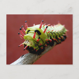 Cartão Postal Caterpillar