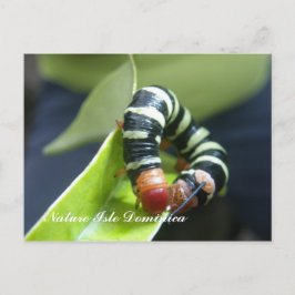 Cartão Postal Caterpillar na folha