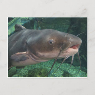 Cartão Postal Catfish