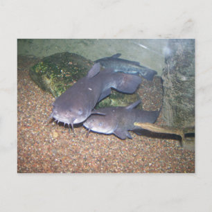 Cartão Postal Catfish fishing zoo