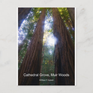 Cartão Postal Cathedral Grove, Muir Woods California Products