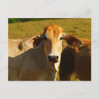 Cartão Postal Cathine, a vaca fofa
