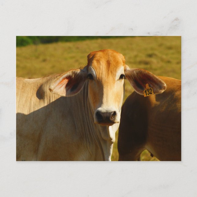 Cartão Postal Cathine, a vaca fofa (Frente)