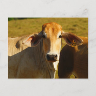 Cartão Postal Cathine, a vaca fofa