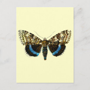 Cartão Postal Catocala fraxini