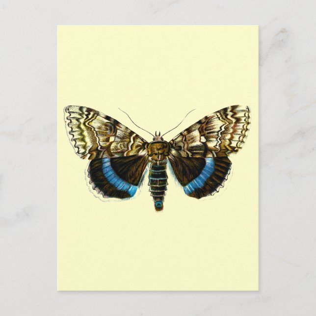 Cartão Postal Catocala fraxini (Frente)