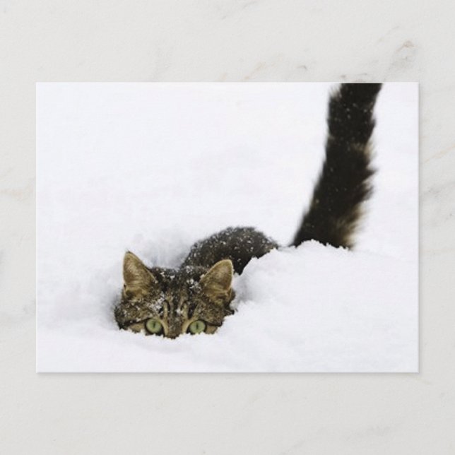 Cartão Postal cats_and_snow_ (4) (Frente)