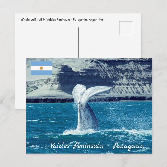 Cartão Postal Cauda de baleia jovem - Argentina (Frente/Verso)