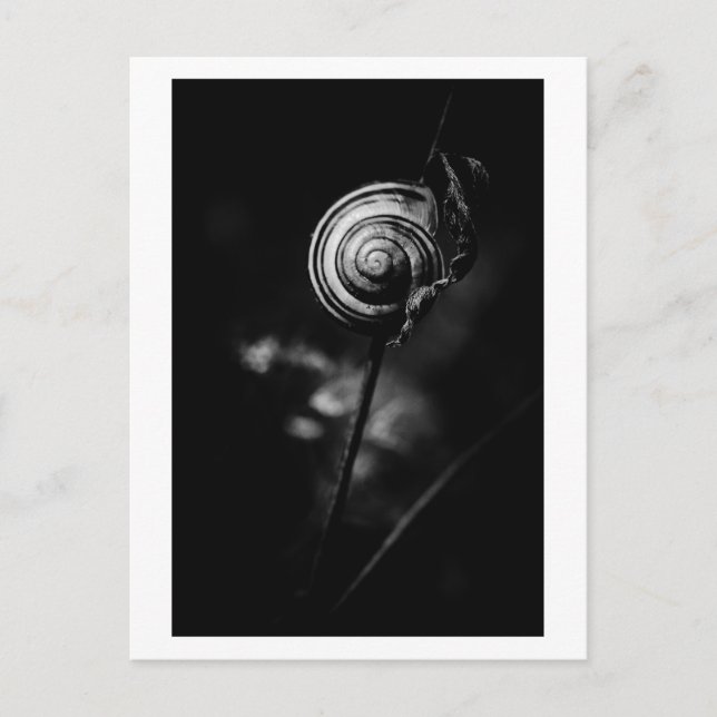 Cartão Postal cauda de caracol (Frente)