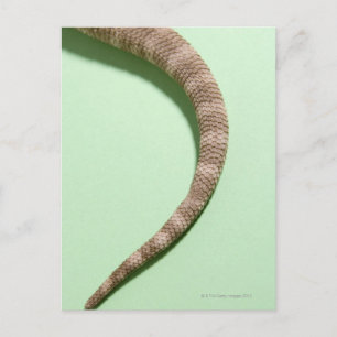 Cartão Postal Cauda do dragão barbudo