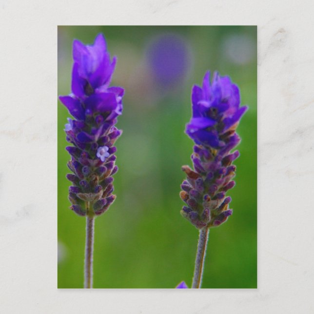 Cartão Postal caules de lavanda (Frente)