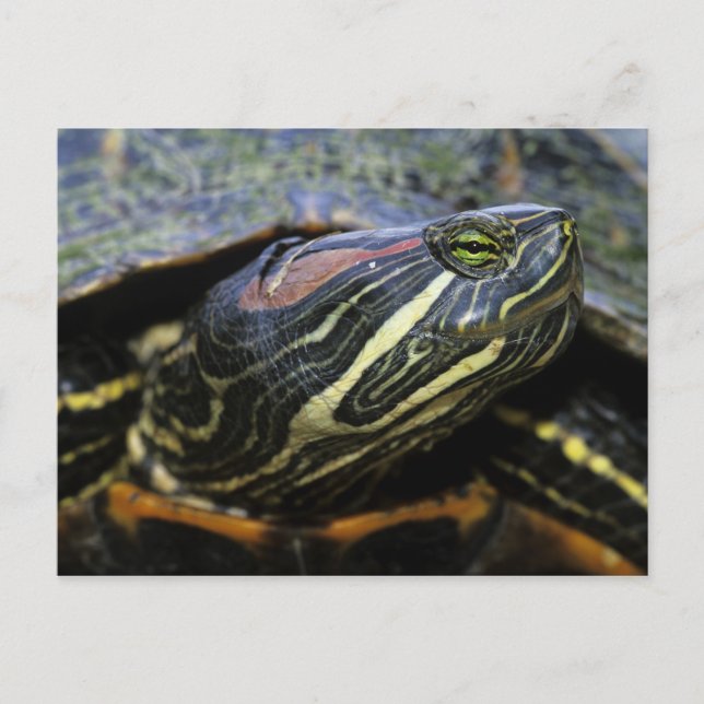 Cartão Postal Cavaleiro Vermelho, Trachemys scripta elegans, 2 (Frente)