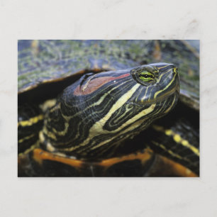 Cartão Postal Cavaleiro Vermelho, Trachemys scripta elegans, 2