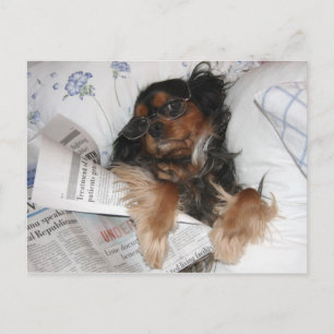 Cartão Postal Cavalier King Charles In Bed Reading Newpaper
