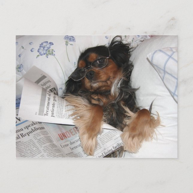 Cartão Postal Cavalier King Charles In Bed Reading Newpaper (Frente)