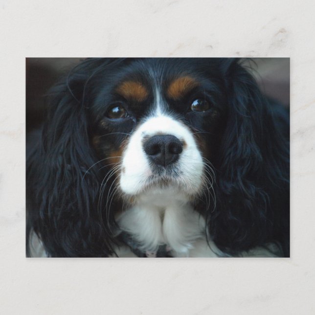 Cartão Postal Cavalier King Charles Postcard (Frente)
