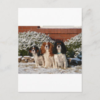 Cartão Postal Cavalier King Charles Spaniel