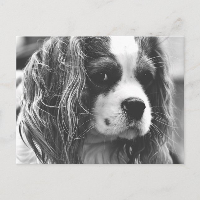 Cartão Postal Cavalier King Charles Spaniel (Frente)