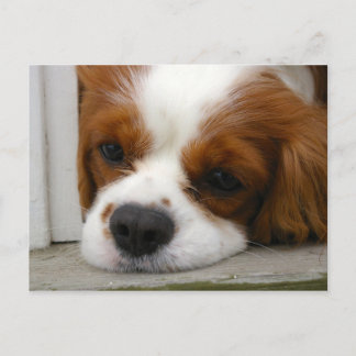 Cartão Postal Cavalier King Charles Spaniel