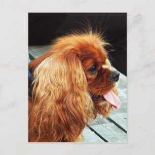 Cartão Postal Cavalier King Charles Spaniel